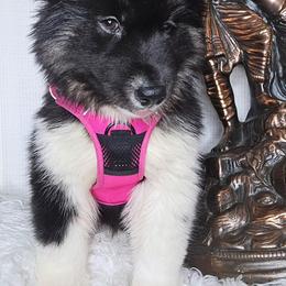 Siberian Husky Puppies from Springfield Huskies