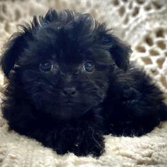 Shih Tzu, Shorkie, Yorkipoo, and Yorkshire Terrier Puppies from Little Rascal Ranch