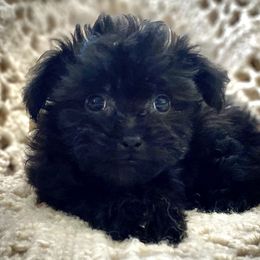 Shih Tzu, Shorkie, Yorkipoo, and Yorkshire Terrier Puppies from Little Rascal Ranch