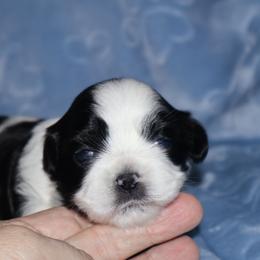 Brea - Parti female Lhasa Apso puppy in Hillsboro, Oregon from Luv-N-Laughter Lhasa Apsos