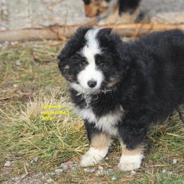Windy - Black tri female Miniature American Shepherd puppy in Hillsdale, Michigan from Faithwalk Aussies and Mini American Shepherds