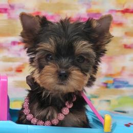 Millie TEACUP - Blue and gold female Yorkshire Terrier puppy in Monticello, Iowa from Ashley’s Puppies