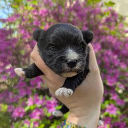 Edmund - Black and white male Havanese puppy in Zanesville, Ohio from Charlotte Landry