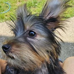 Silky Terrier Puppies from Brawley's Beautiful Babies
