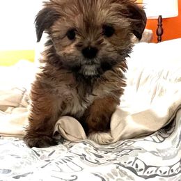 Lhasa Apso Puppies from Tibetan Tails