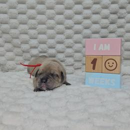 Red Collar - Gray and fawn female Cane Corso puppy in Fritch, Texas from Carrie Brown's Cane Corsos