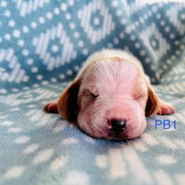 PB1 - Red and white male Basset Hound puppy in Britton, South Dakota from K&S Canines