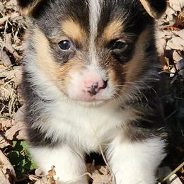 American Corgis and Pembroke Welsh Corgis from Amanda's Corgi Puppies