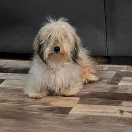 Whiskey - Dachshund