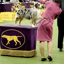 Miniature American Shepherd Puppies from Abington Miniature American Shepherds