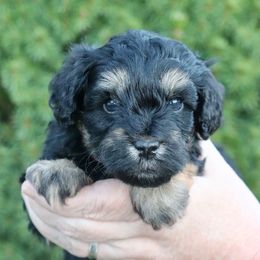 Ebony (purple collar) - Black and tan female Schnoodle puppy in Mouth Of Wilson, Virginia from HoneyBunn Doodle Co.