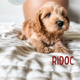 Ridoc - Apricot male Goldendoodle puppy in Jacksonville, Florida from First Coast Goldendoodles