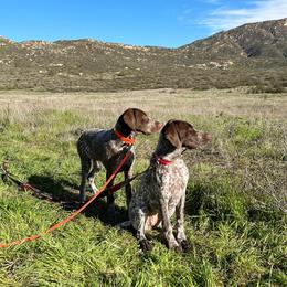 German Shorthaired Pointer Puppies from Fireheart German Shorthaired Pointers