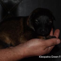 Green Collar Female - Sable female German Shepherd puppy in Mariana, Florida from Haus M Godwin