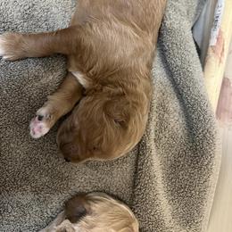 Goldendoodle Puppies from Ellie's Goldendoodles