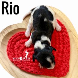 Rio - Black and tan male Dachshund puppy in Kemp, Texas from Koli Acres