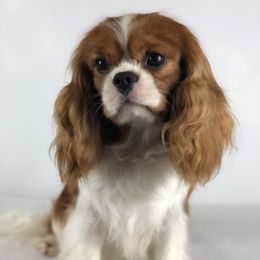 Val - Cavalier King Charles Spaniel