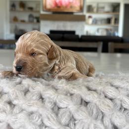 Blue collar - Apricot male Goldendoodle puppy in Indiahoma, Oklahoma from Farm Fresh Doodles