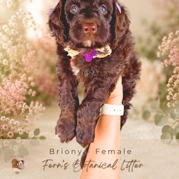 Briony - Chocolate female Goldendoodle puppy in Atlanta, Georgia from Teddy Puppies