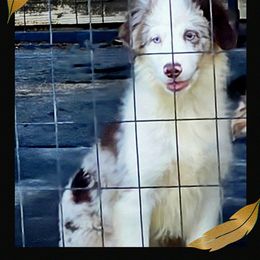 Haven - Red merle male Australian Shepherd puppy in Ennis, Texas from God’s Little Aussies