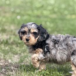 Cavapoo Puppies from Panda Puppies