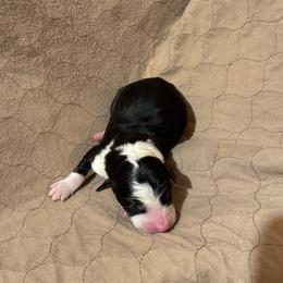 Boy 1 - Tri-color male Border Collie puppy in Centerville, Washington from Forthright Farms