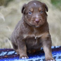 Mr. Bean - Red tri-color male Australian Shepherd puppy in Darrington, Washington from Cart River Aussies