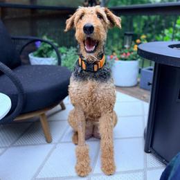 Winnie - Airedale Terrier