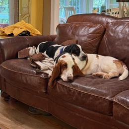 Basset Hound All Grown Up from Blooming Basset