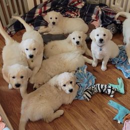 Golden Retriever Puppies from Valley Creek Farm