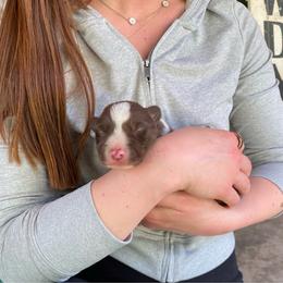 Duck - White and red male Border Collie puppy in North Lakeport, California from Wild Rose Ranch