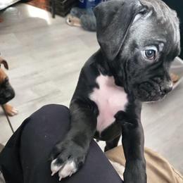 Gray Boy - Brindle male Boxer puppy in Woodstock, Virginia from Ashley Rhodes