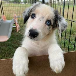 Cork - Blue merle male Border Collie puppy in Holden, Missouri from Spotted Feather Farm