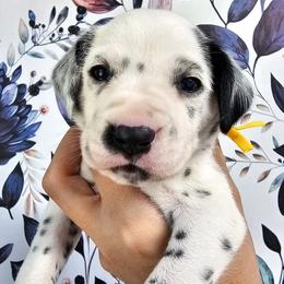 Yellow- Phoenix - White and black female Dalmatian puppy in Gray, Georgia from Fuller Spots