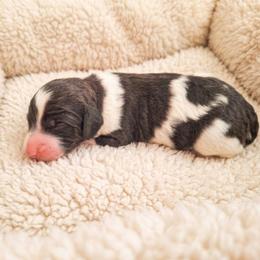 Cairo-agouti parti - Parti male Poodle puppy in Cypress Inn, Tennessee from Nine Pines Poodles