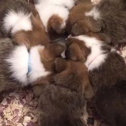 Pembroke Welsh Corgis from MT Nest Farms
