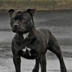 Staffordshire Bull Terriers from Kari's Staffys