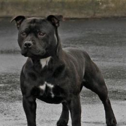 Staffordshire Bull Terriers from Kari's Staffys