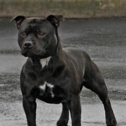 Staffordshire Bull Terriers from Kari's Staffys