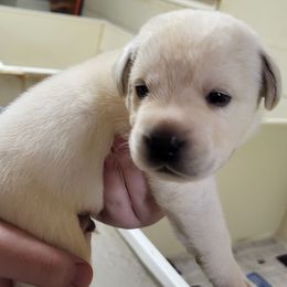 Frank - Yellow male Labrador Retriever puppy in Middleburg, Pennsylvania from Countrylanes labs