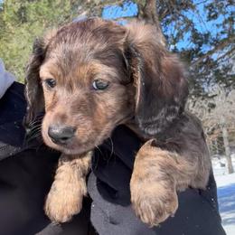 Sir George - Brindle male Dachshund puppy in Mc Alester, Oklahoma from A Anchor Farm
