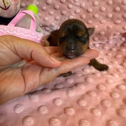 Reece's - Chocolate and tan female Yorkshire Terrier puppy in Cameron, Oklahoma from Jane’s Yorkies