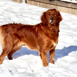 Golden Retriever and Miniature Australian Shepherd All Grown Up from Raised Right Pups