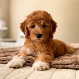 Halston - Red  male Goldendoodle puppy in Heber Springs, Arkansas from H&L GoldenDoodles