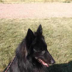 Belgian Sheepdogs from Blue Moon Belgian Sheepdogs