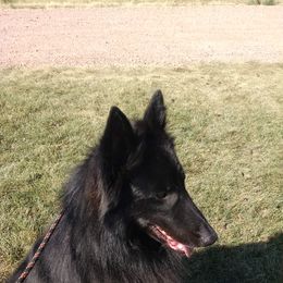 Belgian Sheepdogs from Blue Moon Belgian Sheepdogs