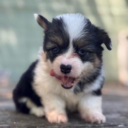 Nana fluffy (purple) - Black and tan female American Corgi puppy in East Oakdale, California from Rhettro Kennels