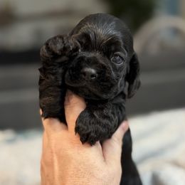 Black gurl - Black female Cocker Spaniel puppy in Texas from Sisu Cockers