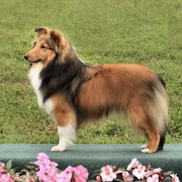 Shetland Sheepdogs from High Spirit Shelties