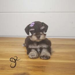 Lucy - Parti female Miniature Schnauzer puppy in Diamond Valley, Utah from JoJo's Schnauzers